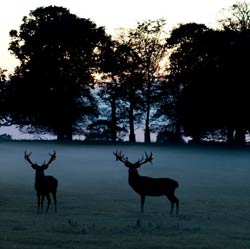 The Gunton Arms Logo